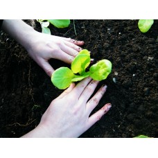 Starting a Garden from Scratch - Sunday 18th February 2018 with Ingrid Foley